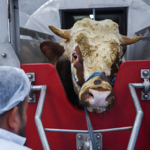 Meatmax Abattoir - Ovine & Bovine