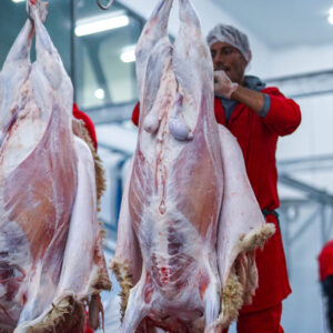 Carcasse d’agneau