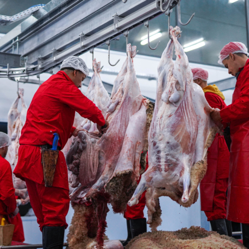 Meatmax Abattoir L'arbaa - Algerie 8
